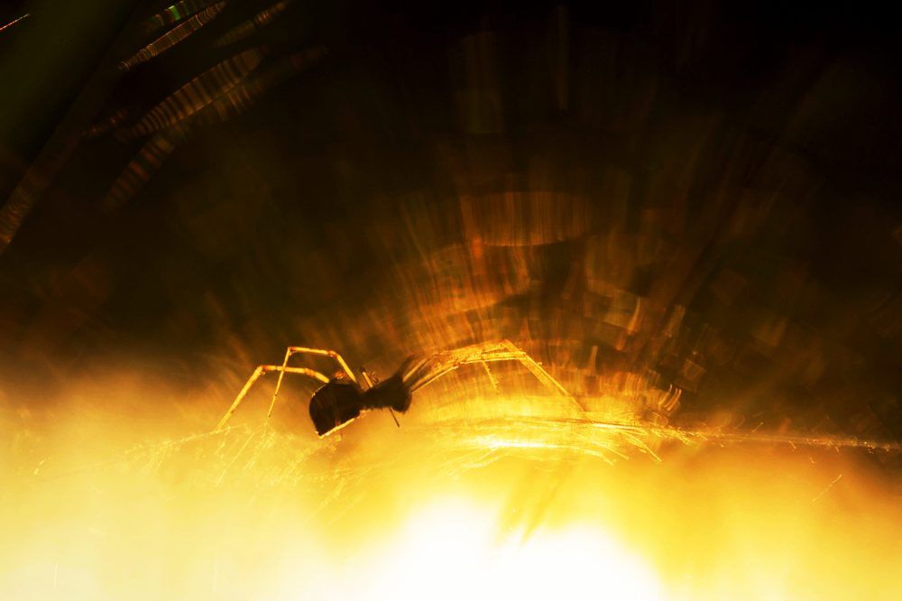 Охранник солнца