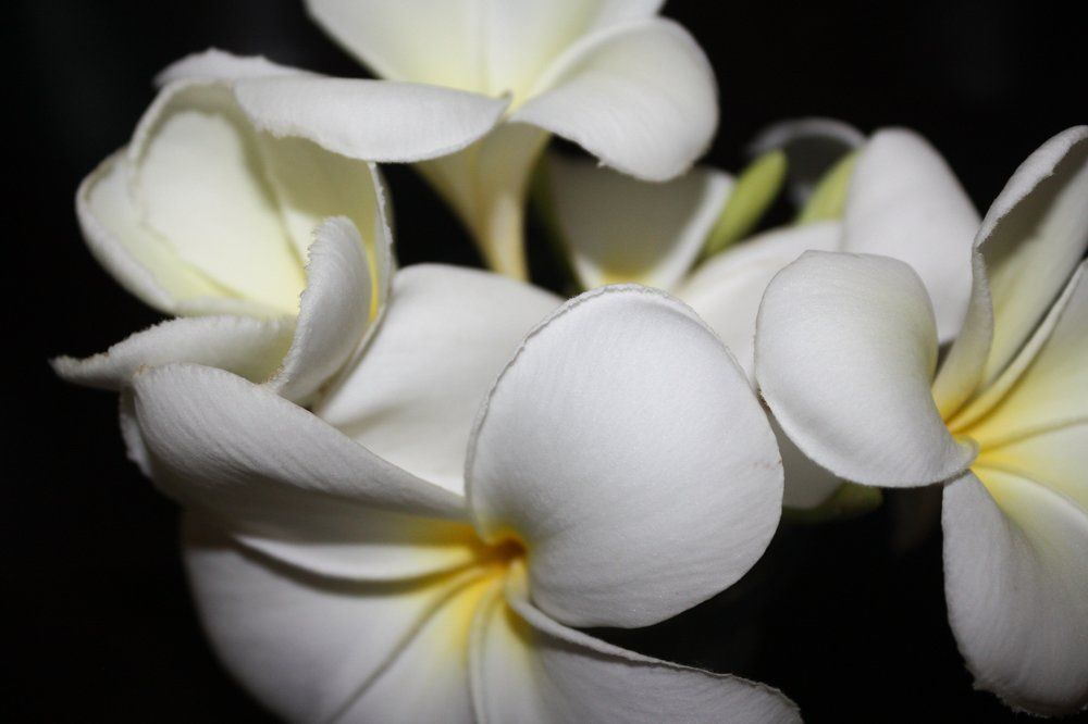 blooming in the night