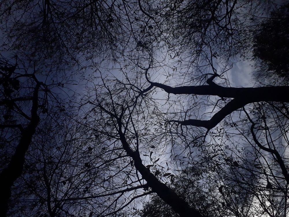 The beard of the sky