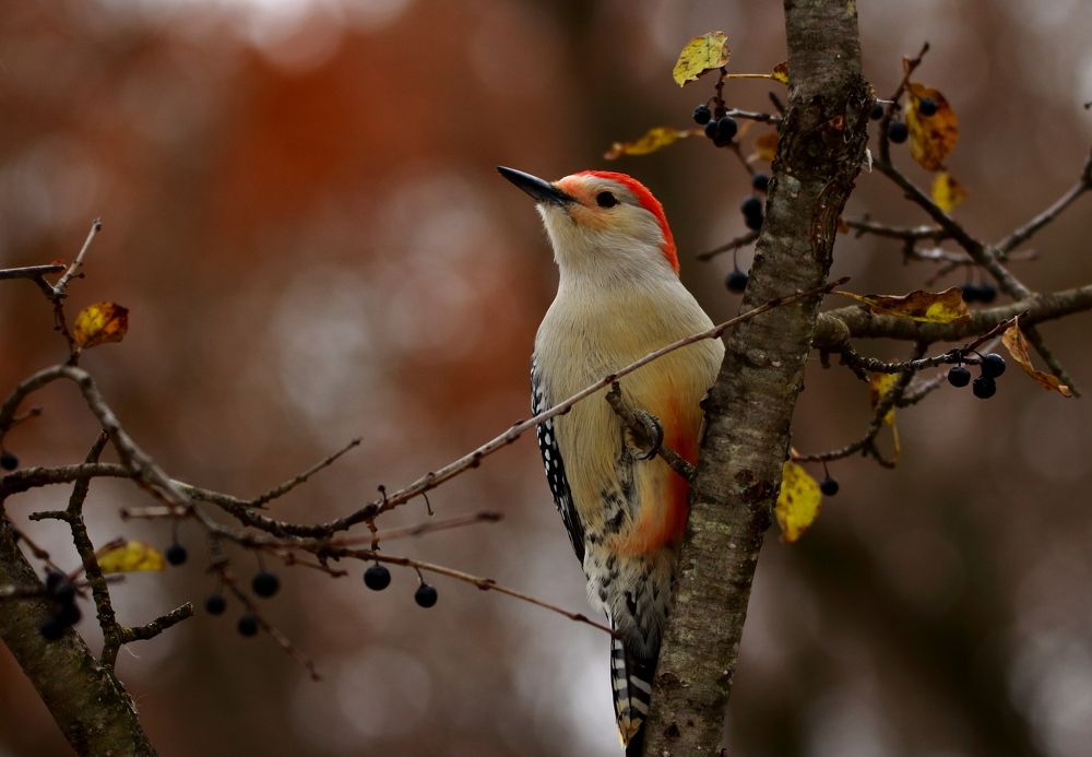 WOODPECKER WITH BERRIES