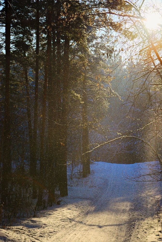 Лесная тропинка