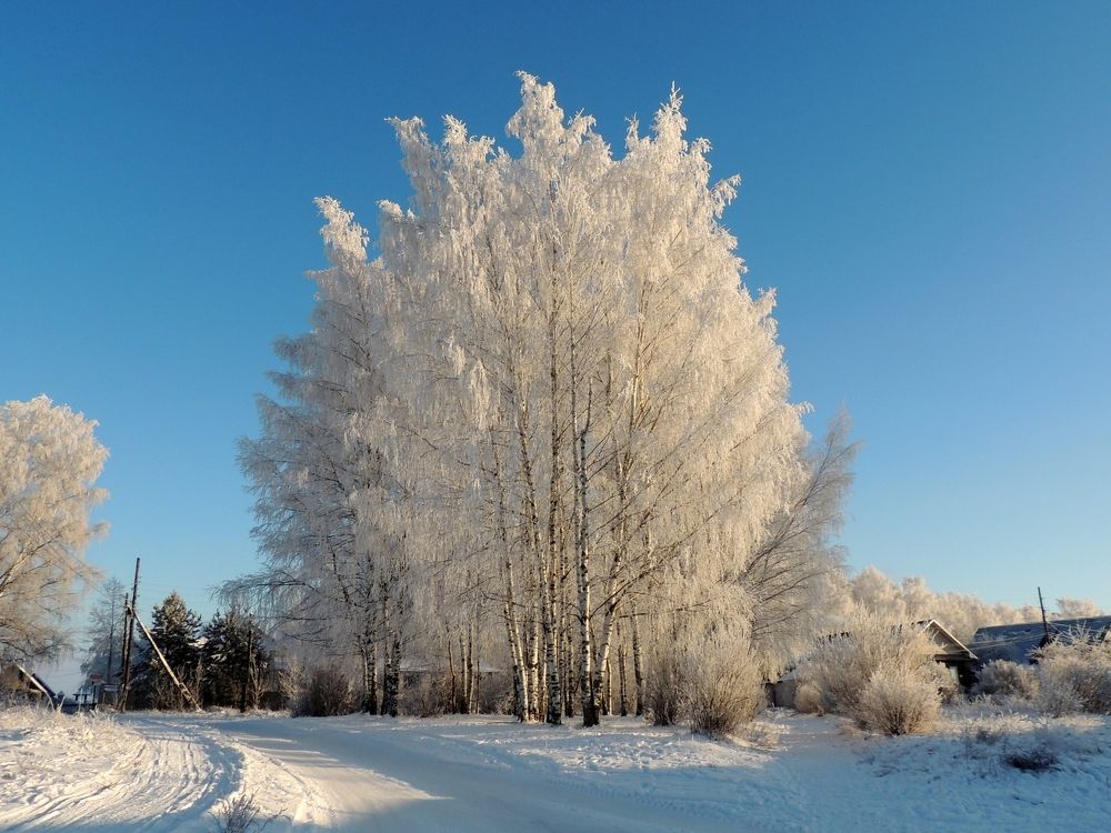Белые берёзы под моим окном...