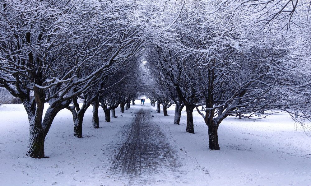 Зимняя аллея