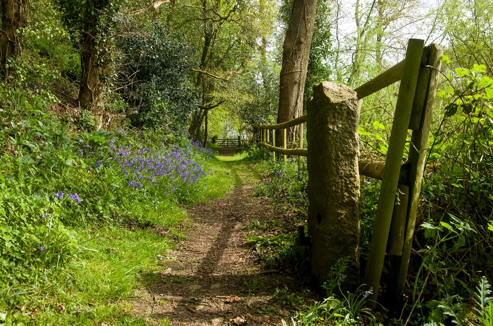 Bluebells in the woods.