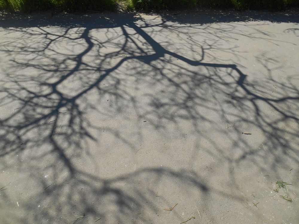 Photo #2781133