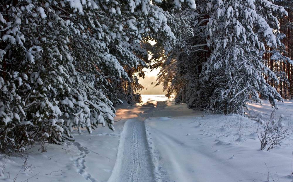 Зима в лесу