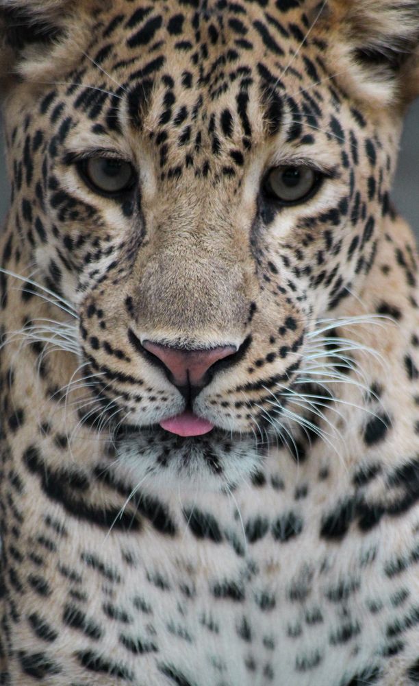Tongue twister leopard