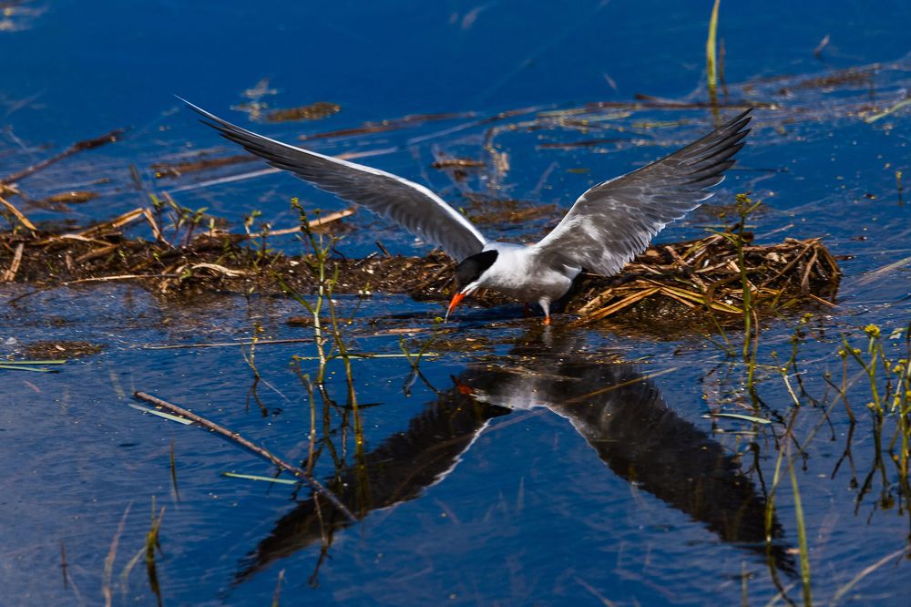 Речная крачка со своим отражением