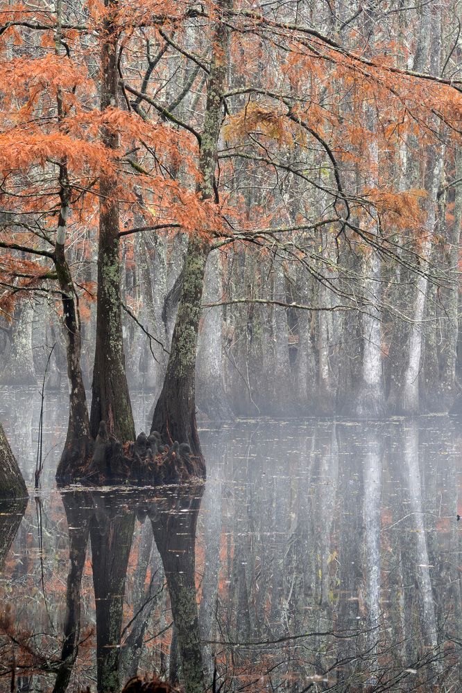 Swamps of Louisiana
