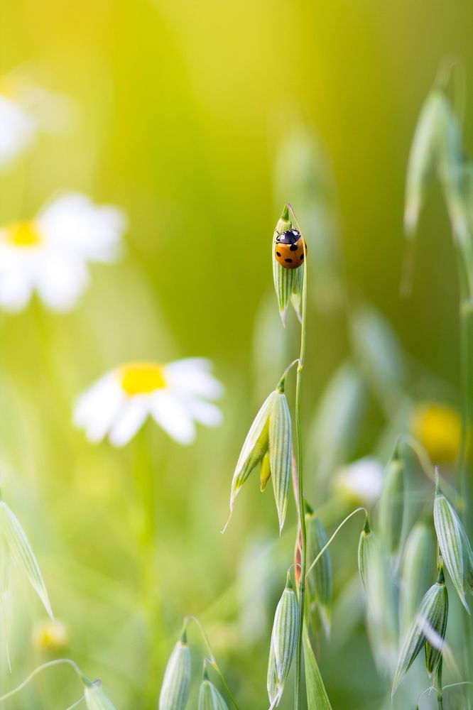 Коровка на овсе