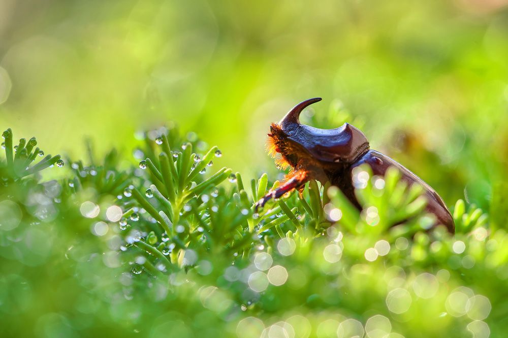 Жук в утренней росе
