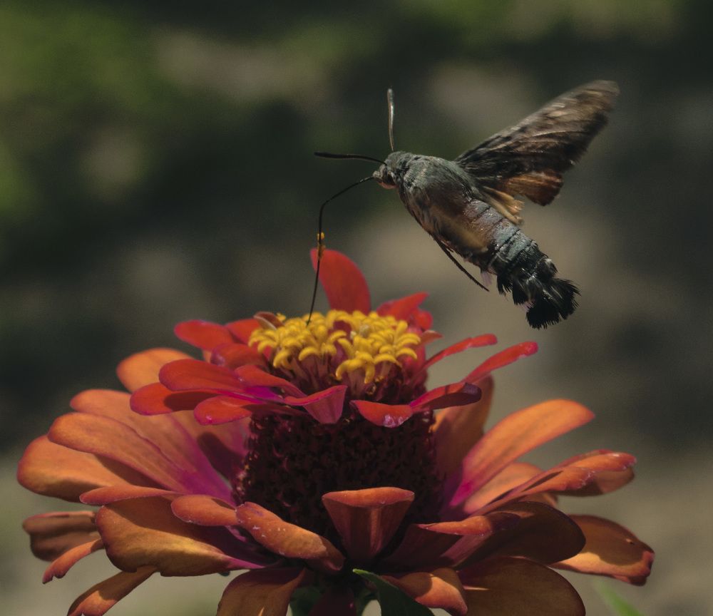 Заправка в воздухе
