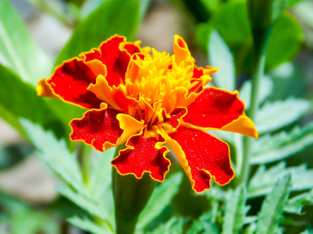 Red Flower