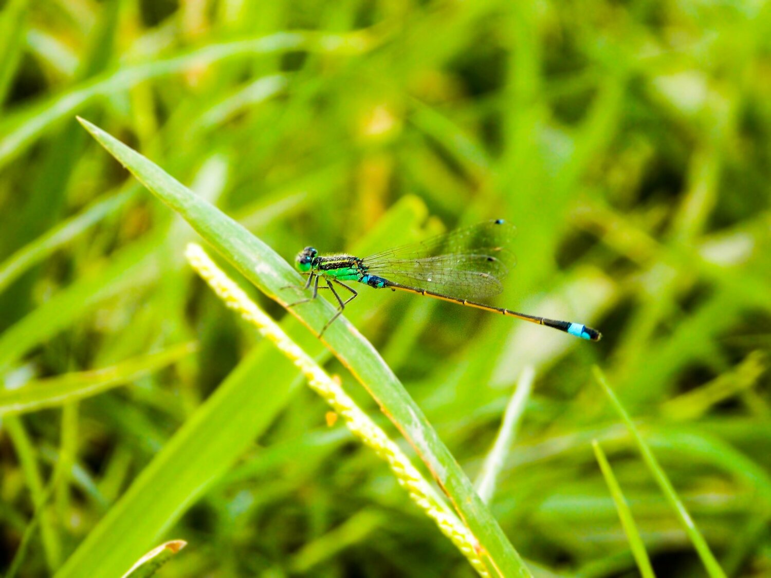 Small Dragonfly