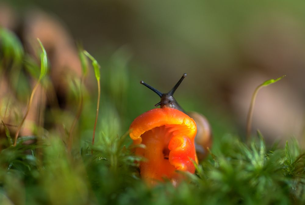 Наблюдатель