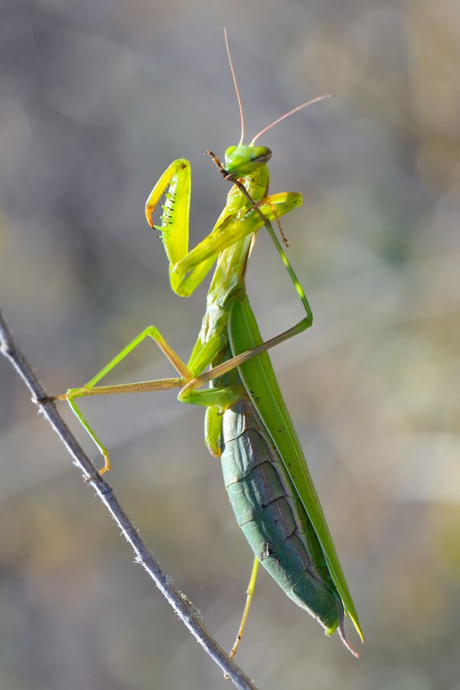 Самый обаятельный и привлекательный богомол .
