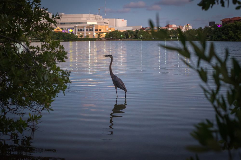 В тёплые края перелётной птицей...