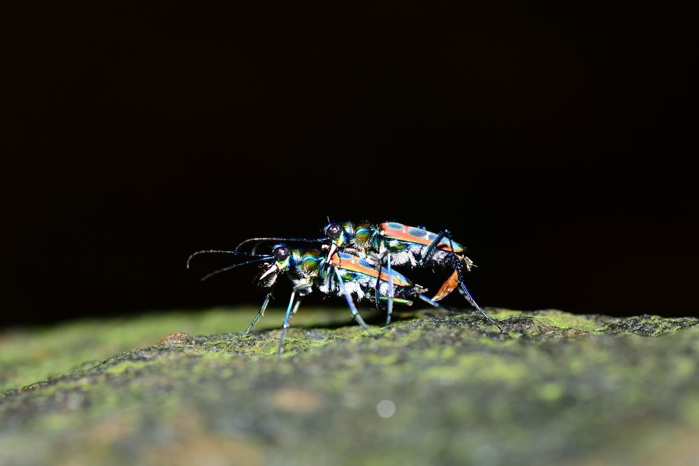 Tiger Beetle Mate-Guarding Behavior