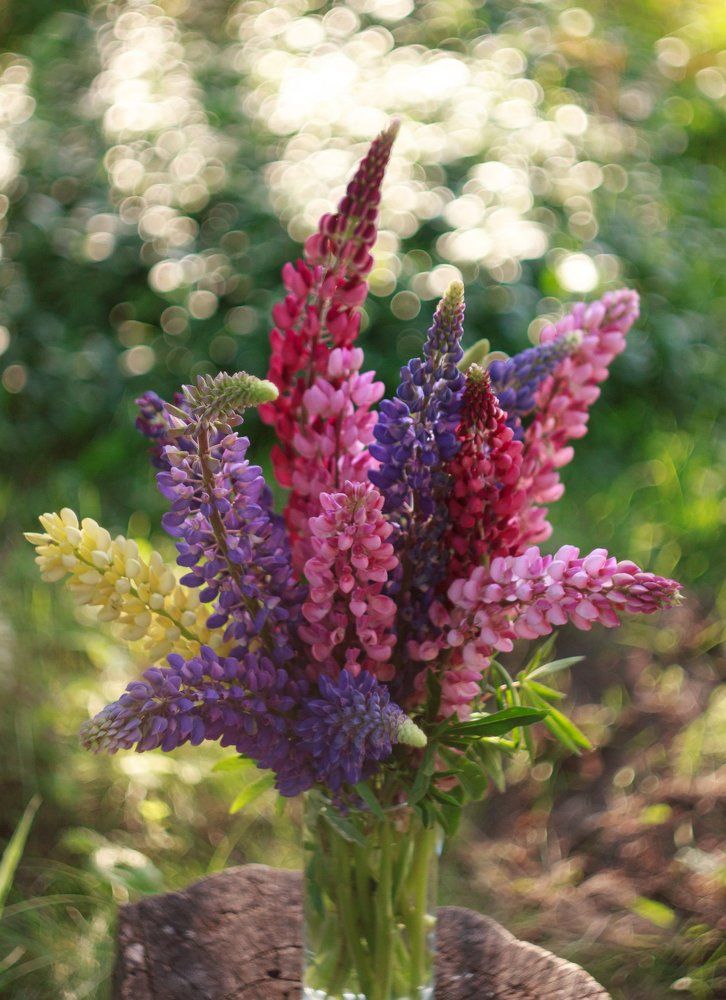 Яркие люпины.