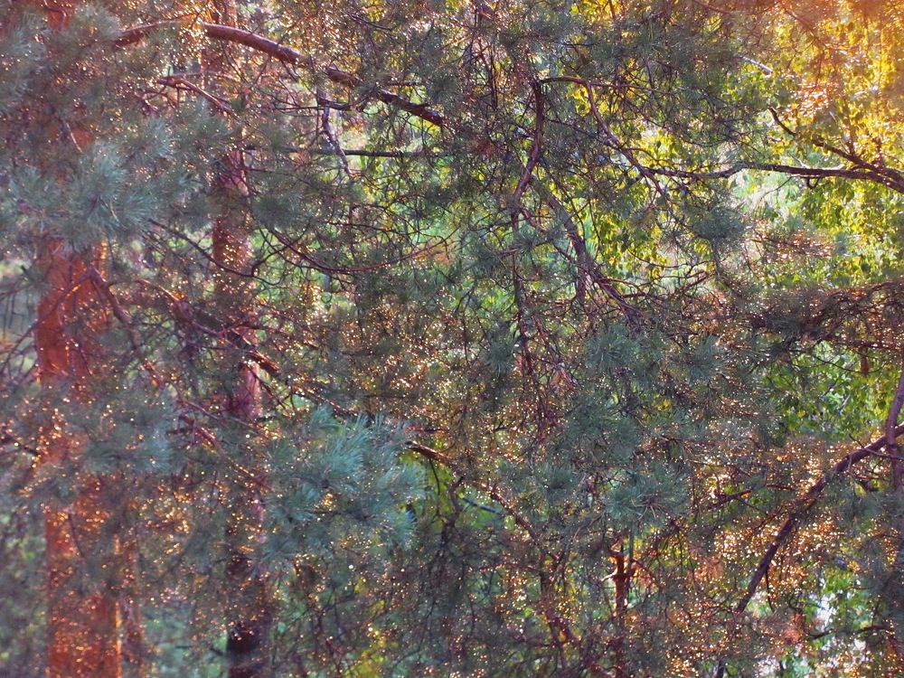 Лесные причуды.