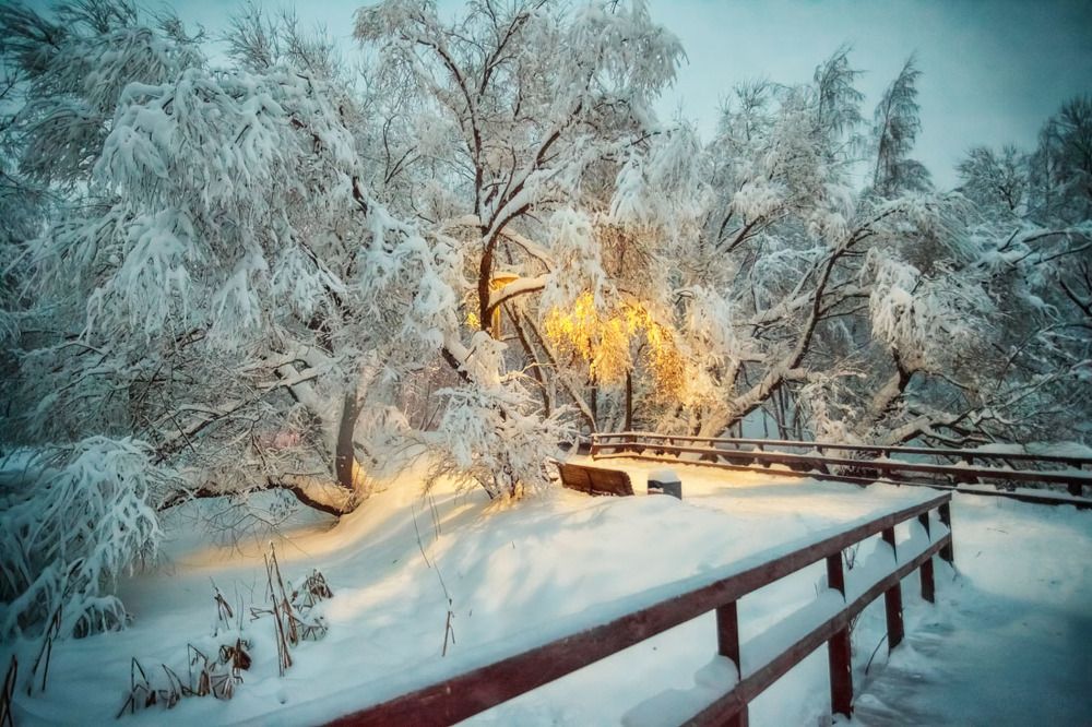 Посидеть под сенью деревьев в снегу
