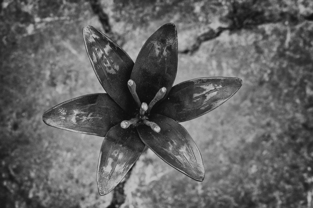 Iron flower