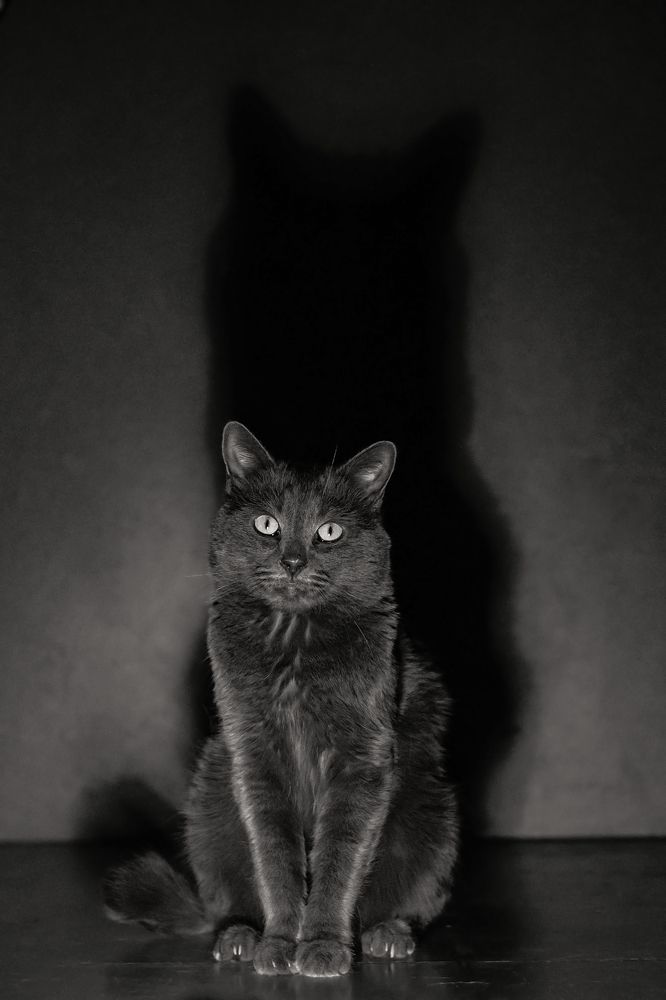 Shadow cat