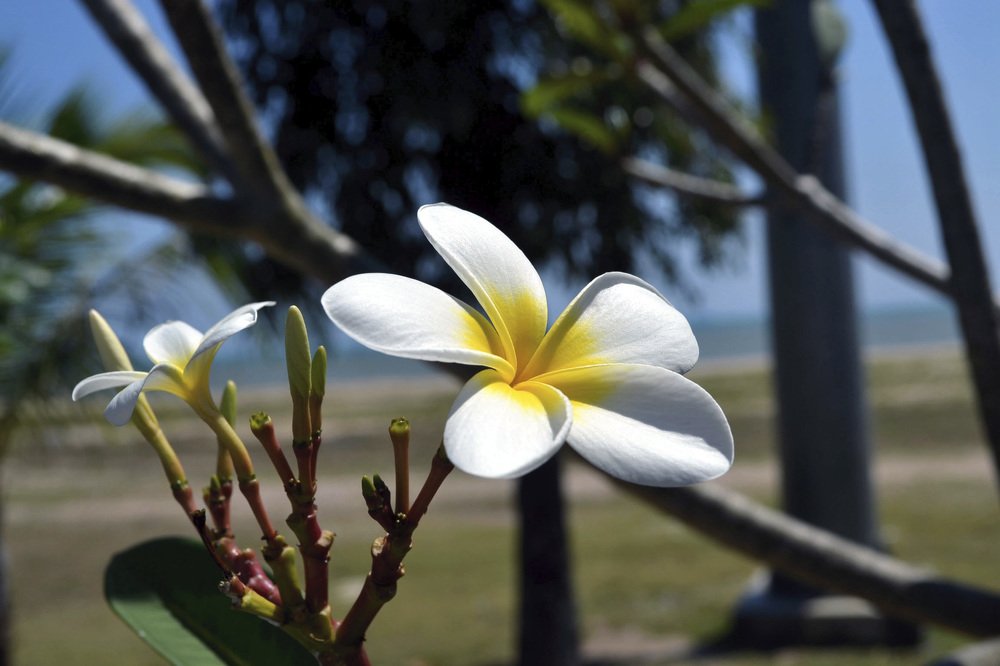 Живой цветок