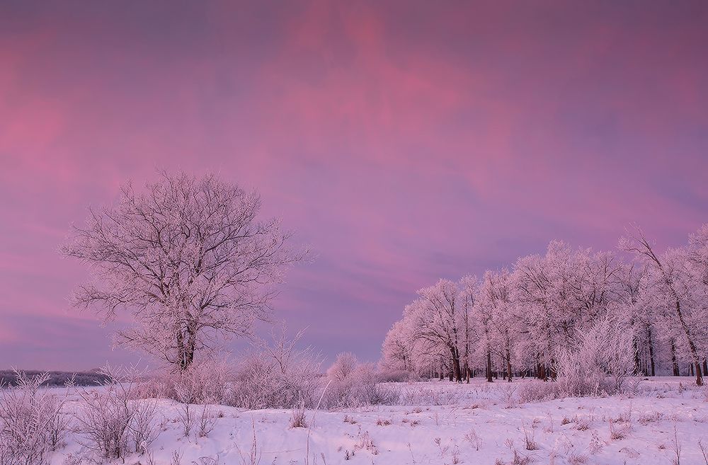 Цвет холода