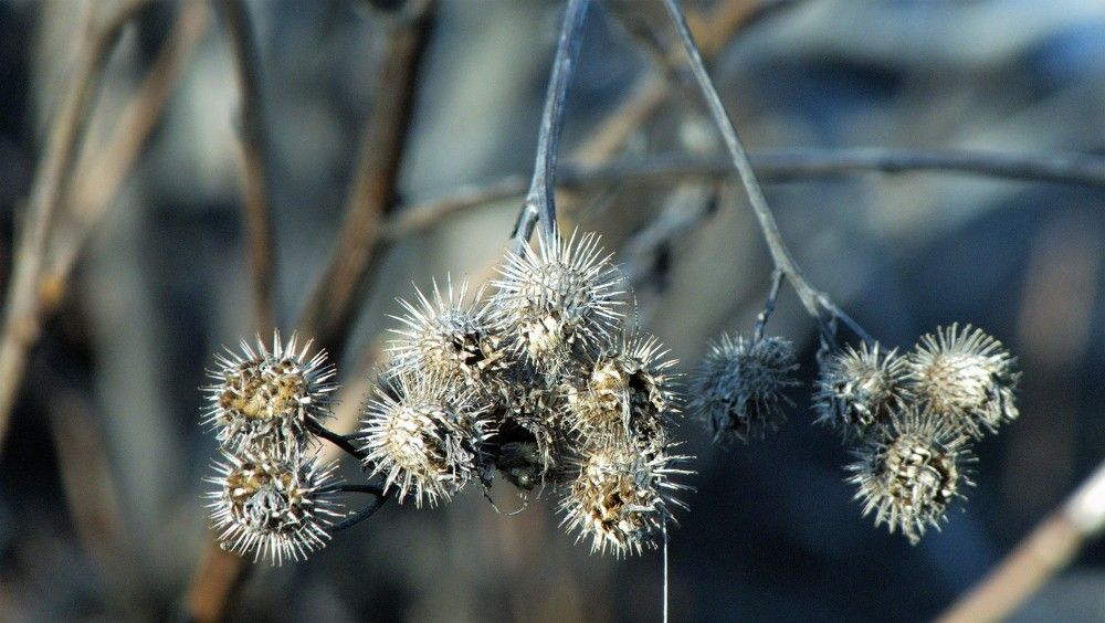 THISTLE  IN DECEMBER - ЧЕРТОПОЛОХ В ДЕКАБРЕ