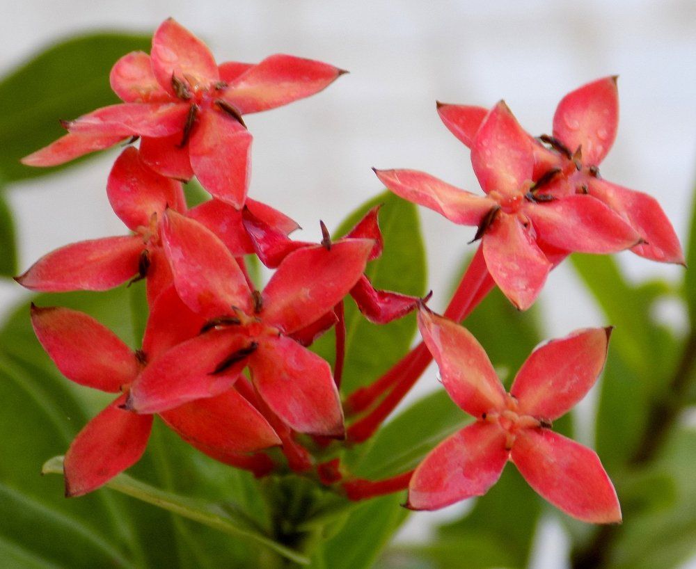 Flower02