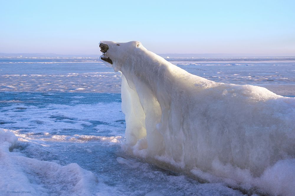 Белый медведь на Днепре