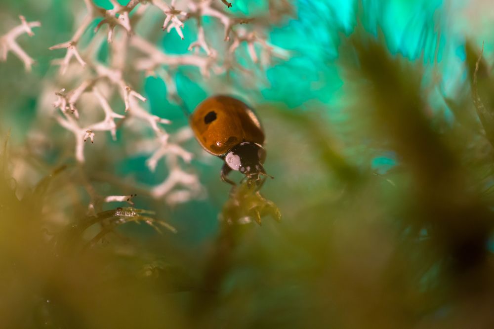 Photograph by Сергей Романченко