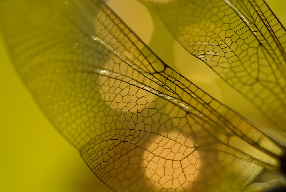 крылья стрекозы