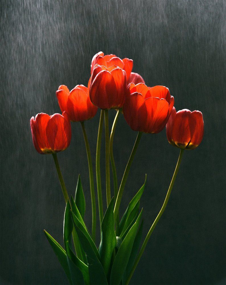 алые тюльпаны