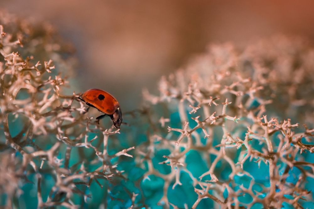 Photograph by Сергей Романченко