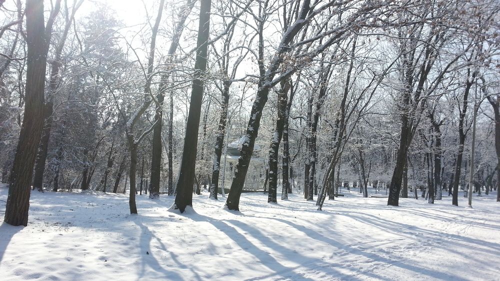 Чудеса в Ессентукском парке