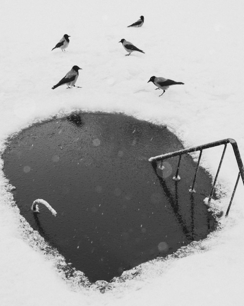 Вороны / Crows