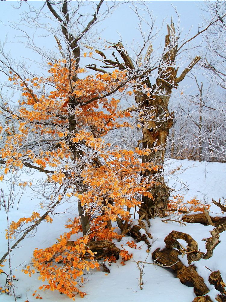 Зимний этюд.