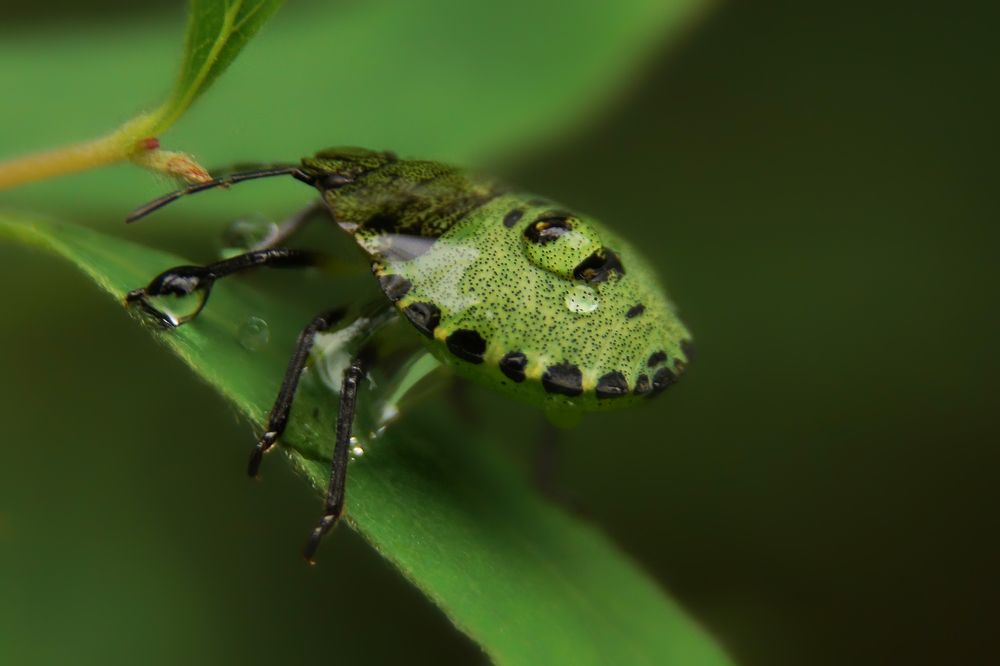 После дождя