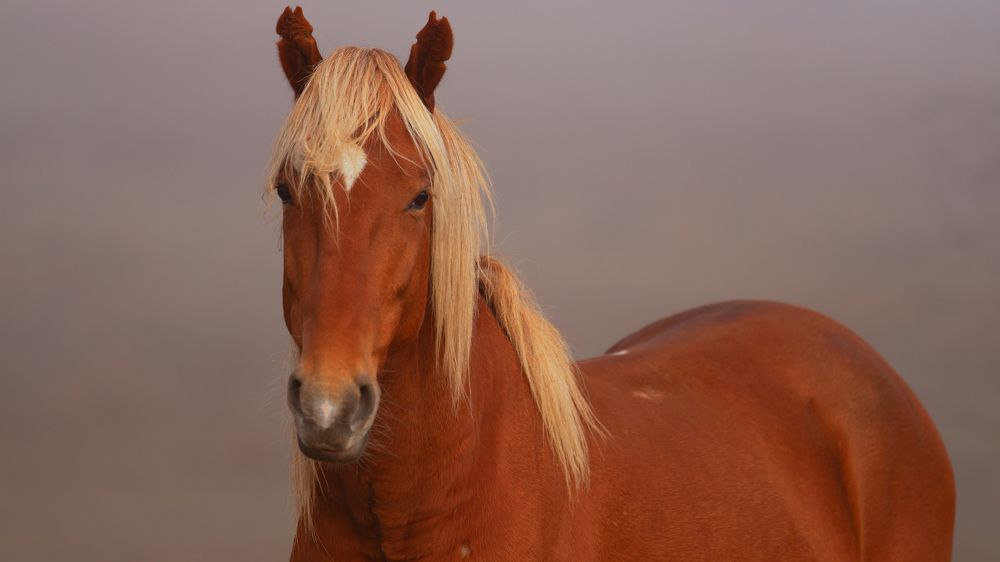 Photograph by BORIS KURTUKOV