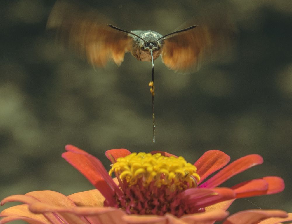 Цветочный доктор