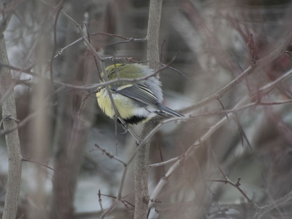 Мохнатый шарик