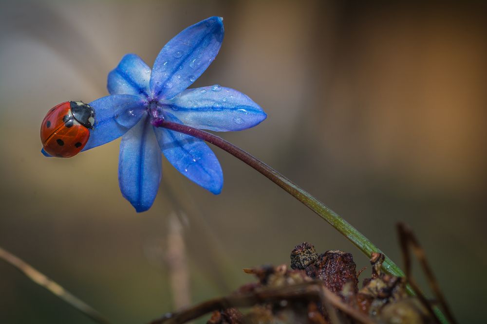 божья коровка