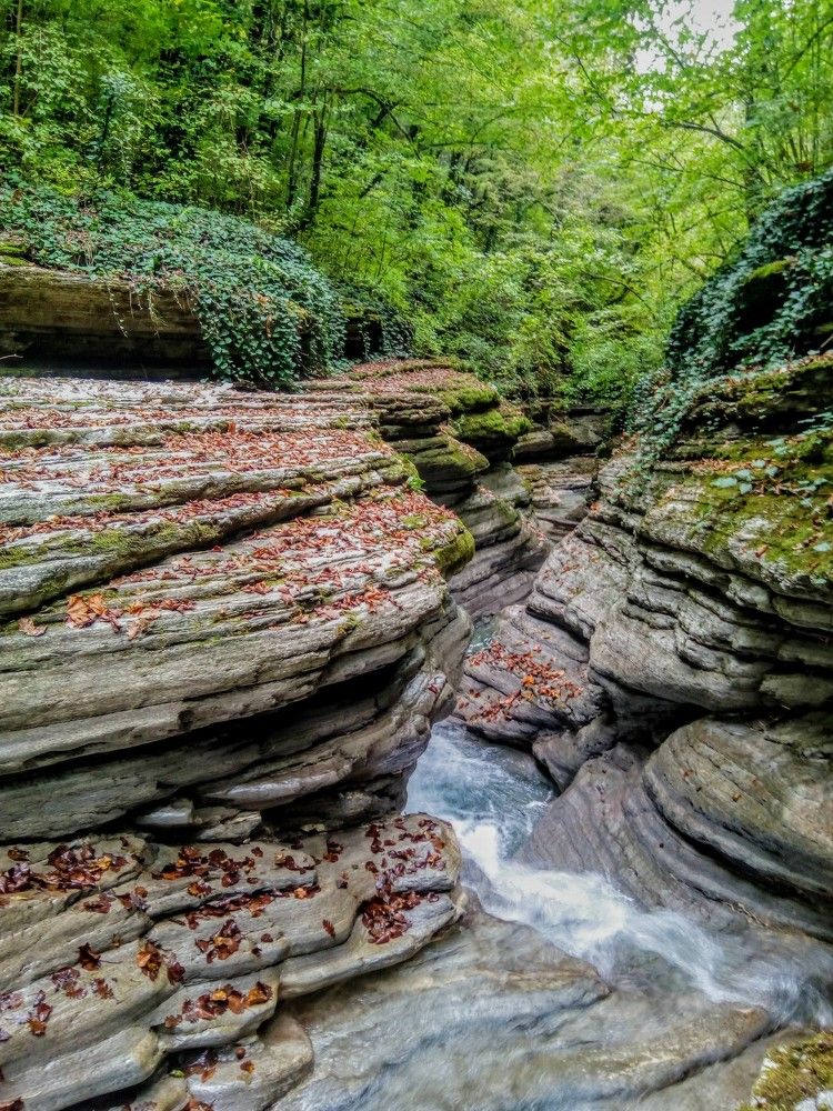 Каньон в лесу