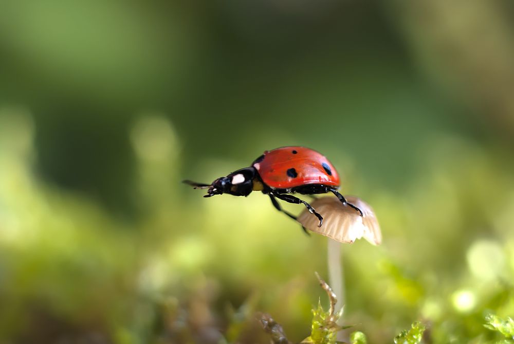 Указующий перст