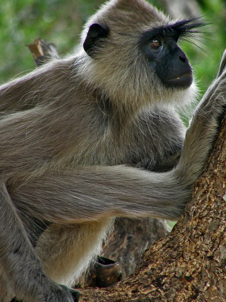 monkey business