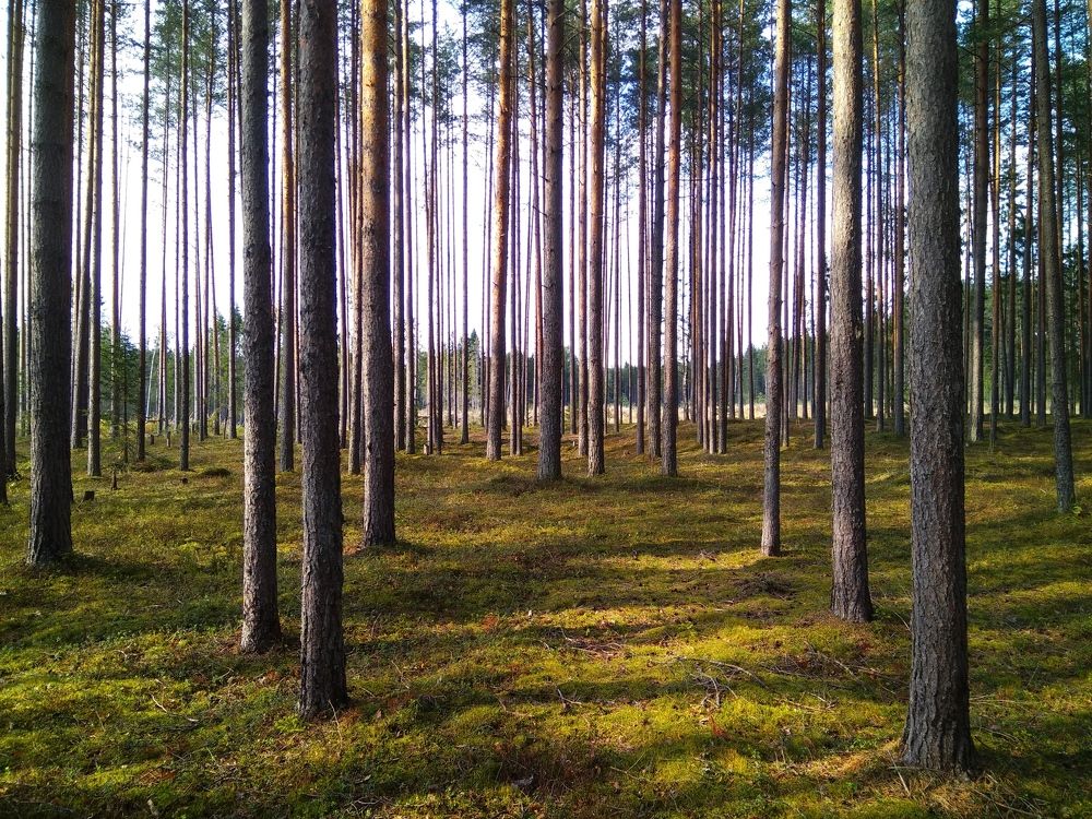 Хороший лес