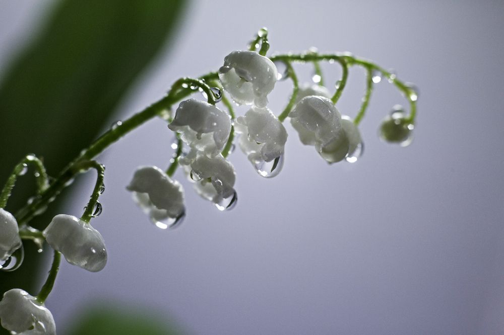 майский ландыш