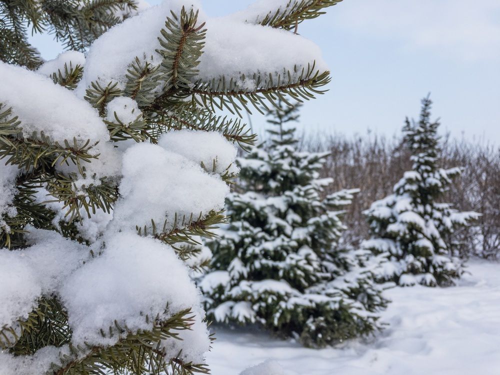 Зимняя сказка